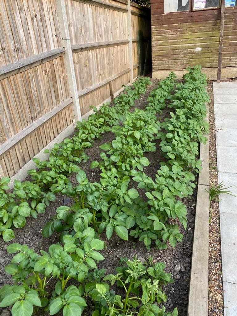 Ferndale home grown potatoes