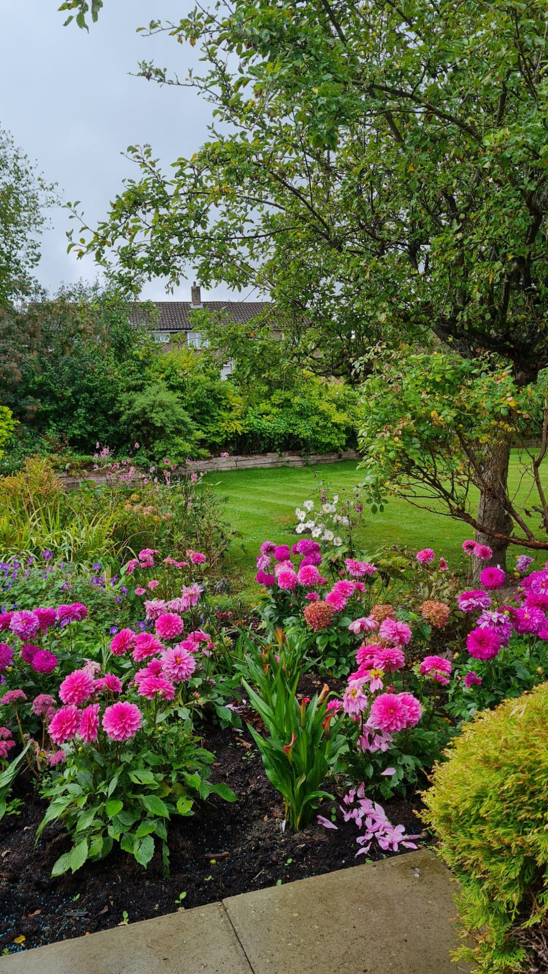 A selection of flowers in Ferndales back garden