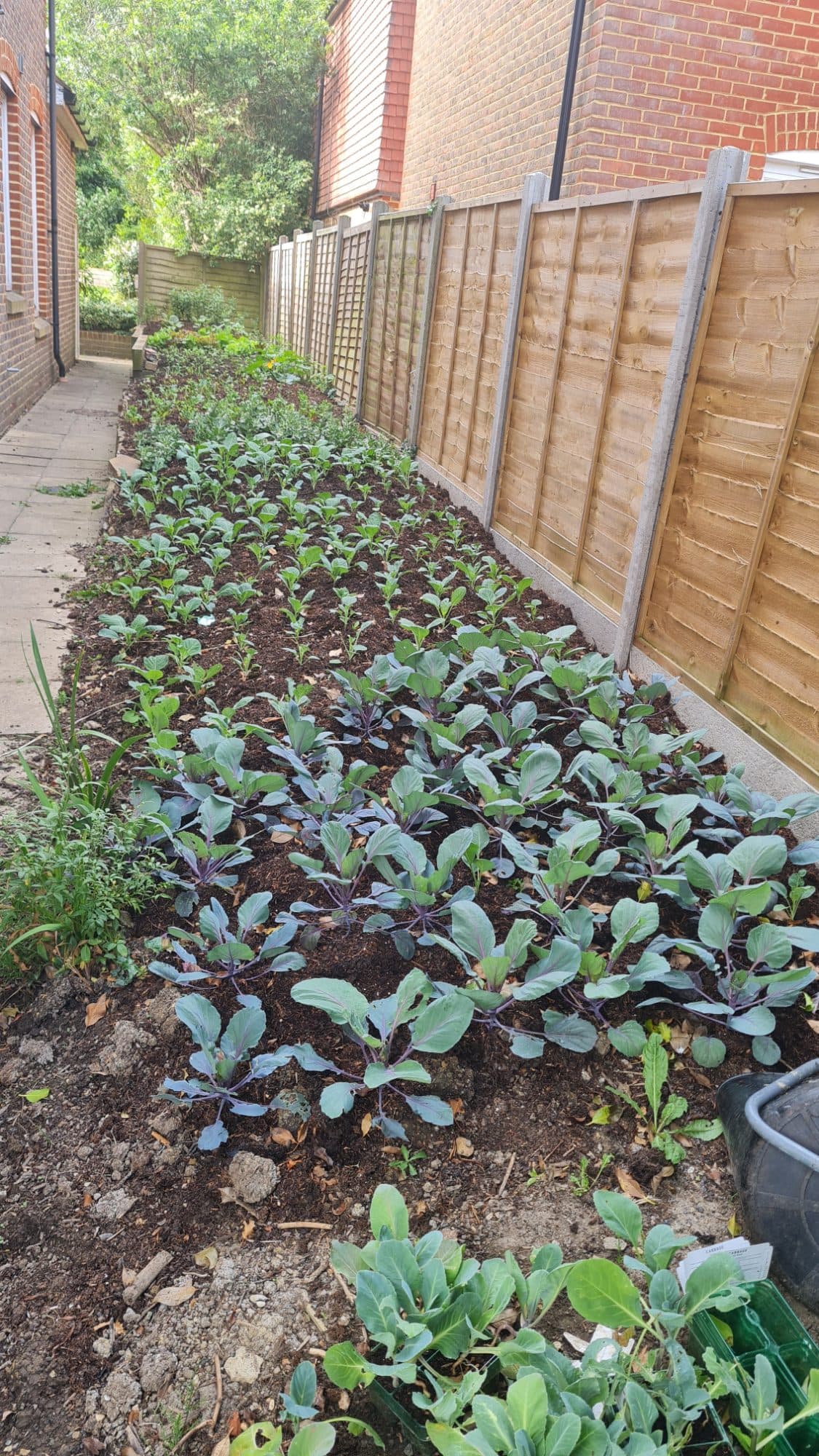 Ferndales vegetable patch